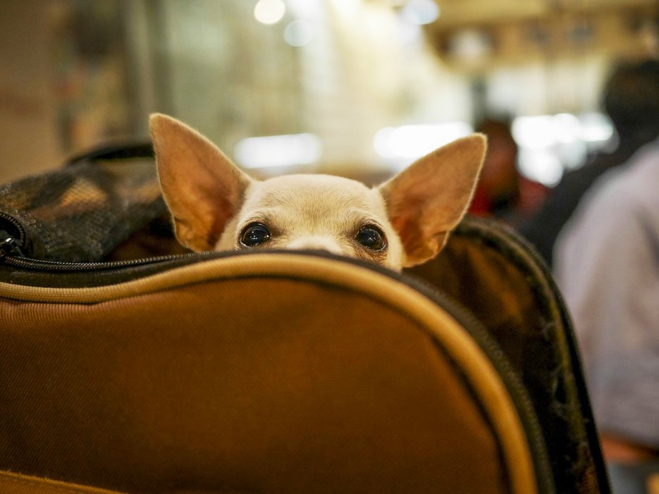 5 Essential Tips for Flying With Pets