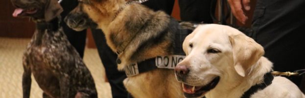 Orlando International Airport service dog receives retirement party